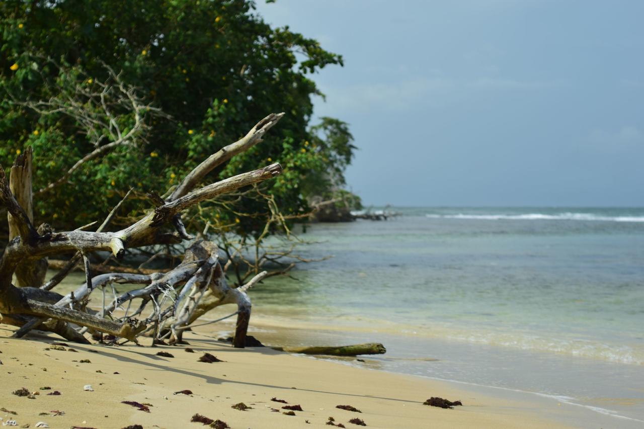 Jungle Paunch Villa Bocas del Toro Exterior photo